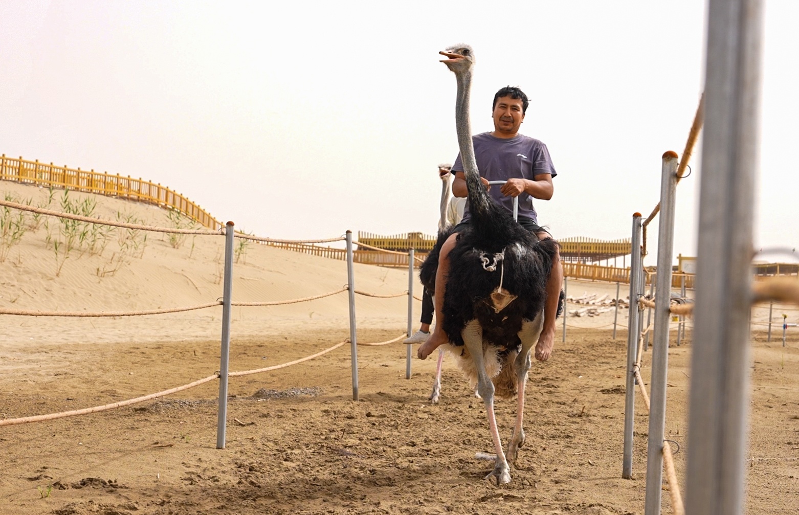 尉犁：“沙漠游”热度高多样服务提升游客体验(图2)