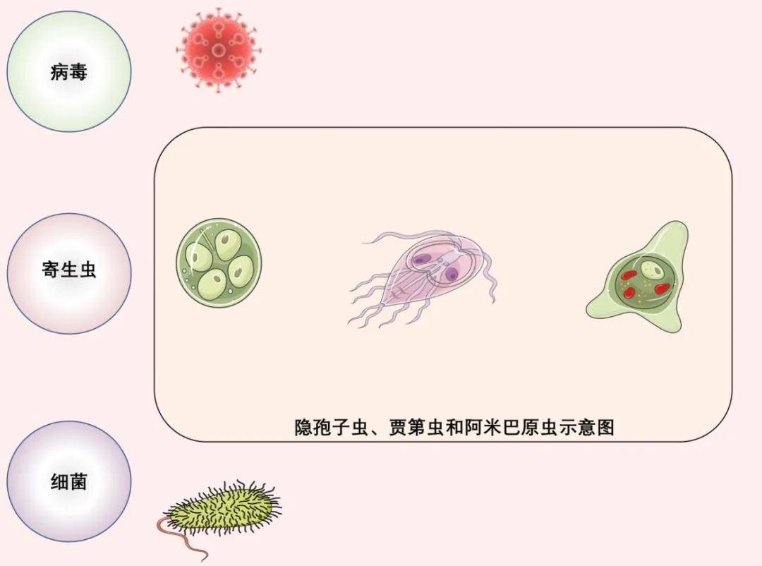 关于旅行者腹泻那些事(图4)