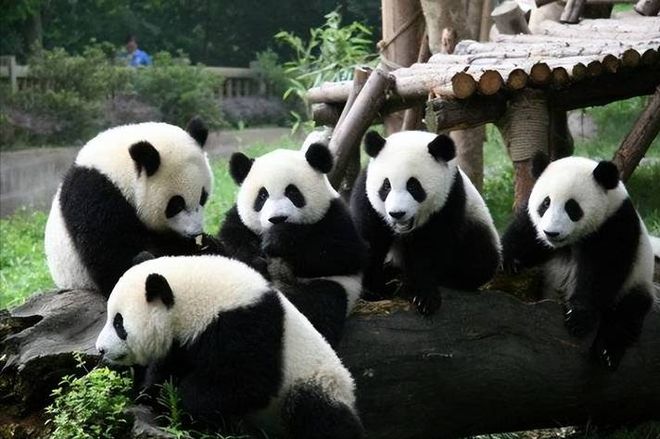 带家人去四川旅游六天五晚纯玩最佳路线日游价格(图4)