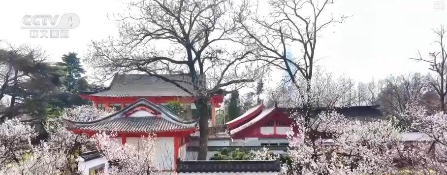 花海如潮暗香浮动吸引八方游客春日旅游市场提前进入旺季(图1)