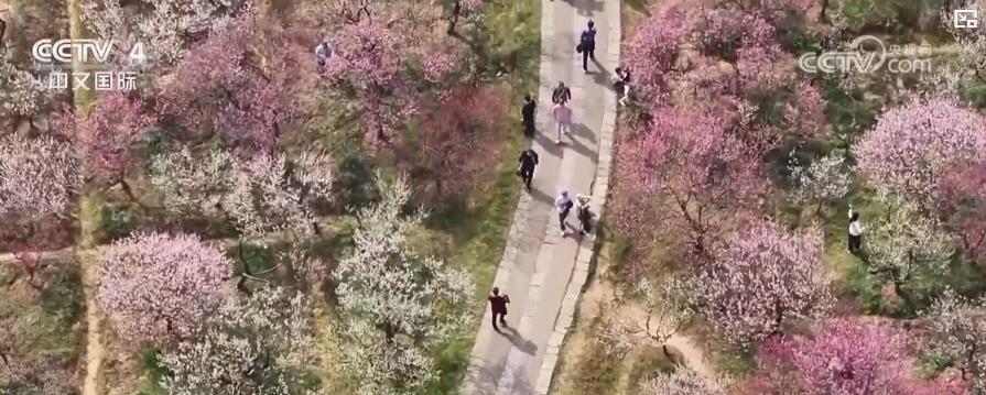 花海如潮暗香浮动吸引八方游客春日旅游市场提前进入旺季(图2)