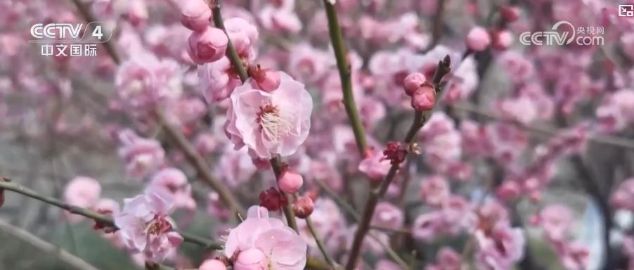 花海如潮暗香浮动吸引八方游客春日旅游市场提前进入旺季(图3)