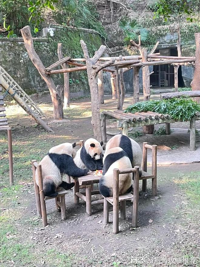 一家5口去重庆玩3天怎么报团重庆私人定制旅游管家电话推荐(图2)