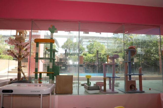熊猫体育：从客舱到酒店、景区“人宠服务”如何扎根中国旅游市场？(图3)