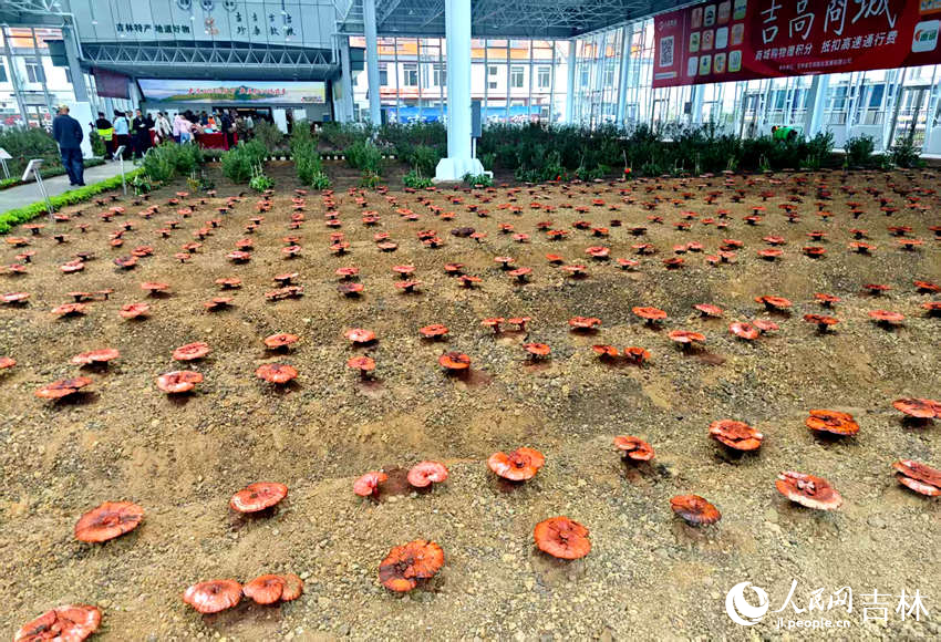 熊猫体育平台：服务区可直达景区！吉林省首个“高速＋旅游”服务区开通(图3)