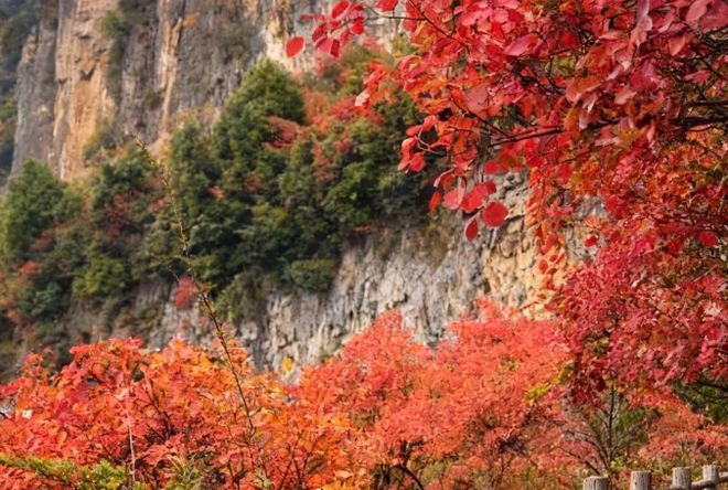重庆旅行社前十名这些口碑高服务好的重庆公司值得信赖！(图3)