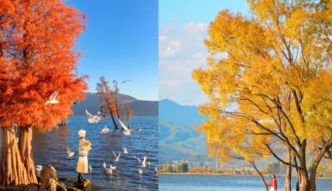 2025年云南口碑最好十大旅行社TOP5推荐：口碑+服务远胜游登榜首(图1)