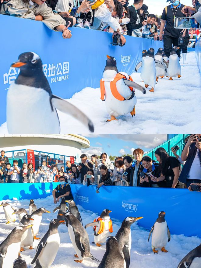 熊猫体育网站：2025年哈尔滨旅行社十强名单三重审核资质+双重服务检验保障(图3)