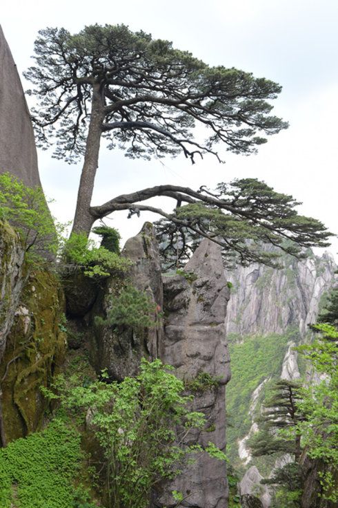 熊猫体育平台：旅行社推荐：黄山纯玩4天3晚游单项定制机票+酒店+无套路服务(图3)