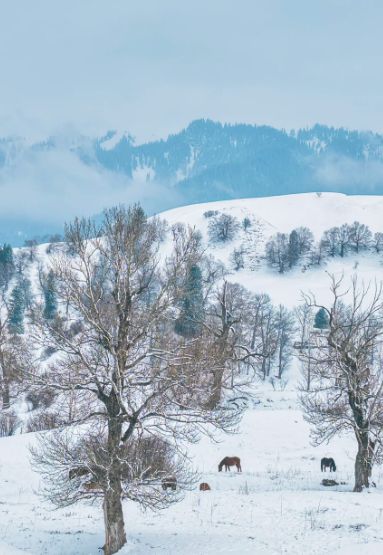 熊猫体育：新疆参团首选清单！前十强旅行社+无强制消费+金牌服务靠谱推荐(图1)