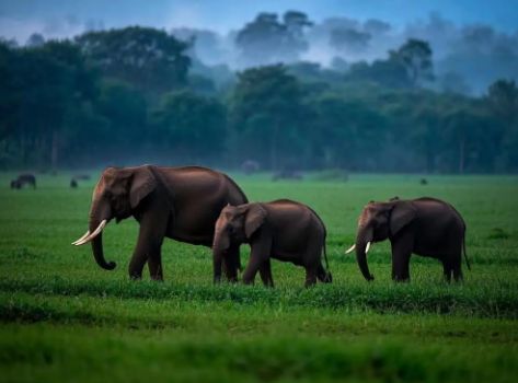 12月西双版纳TOP10旅行社综合榜单：百万游客实测服务95+靠谱之选(图1)