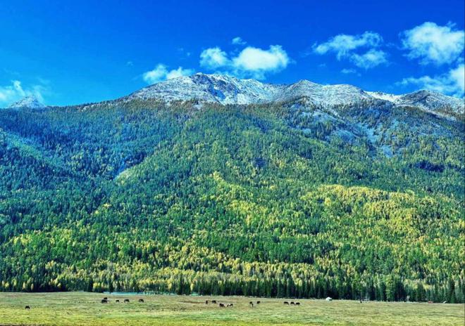 2026年初阿勒泰靠谱旅行社TOP4权威榜单基于真实平台评分全解析(图2)