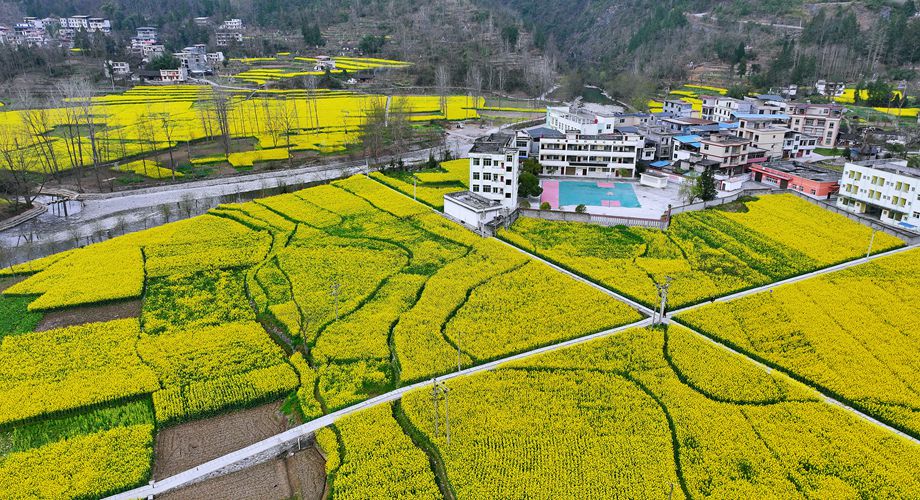 掘金“花”经济！“赏花+”拓展多元文旅消费(图2)