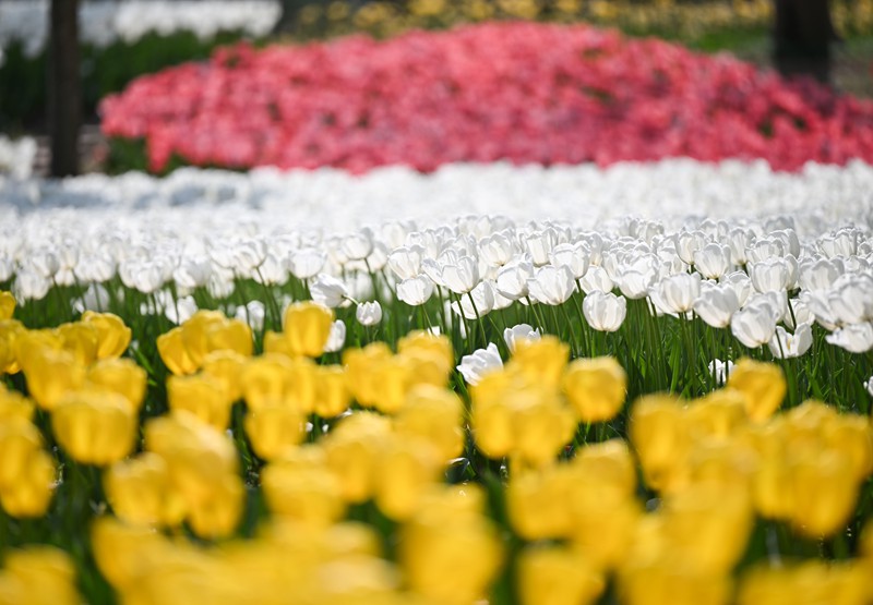 掘金“花”经济！“赏花+”拓展多元文旅消费(图3)