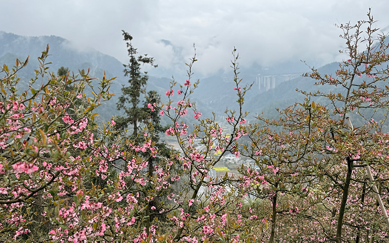 湖北长阳烟草：农文旅融合赋能乡村振兴(图3)