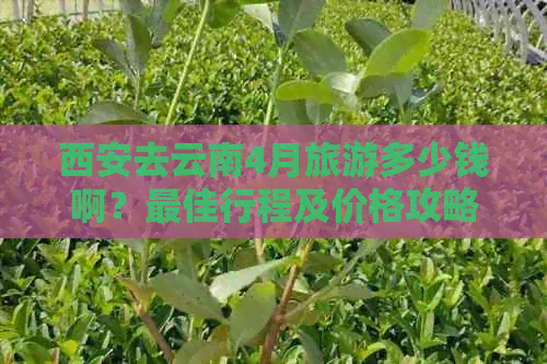 西安去云南4月旅游多少钱啊？更佳行程及价格攻略(图1)